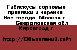 Гибискусы сортовые, прививки и черенки - Все города, Москва г.  »    . Свердловская обл.,Кировград г.